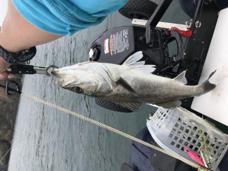 バラエティ豊か